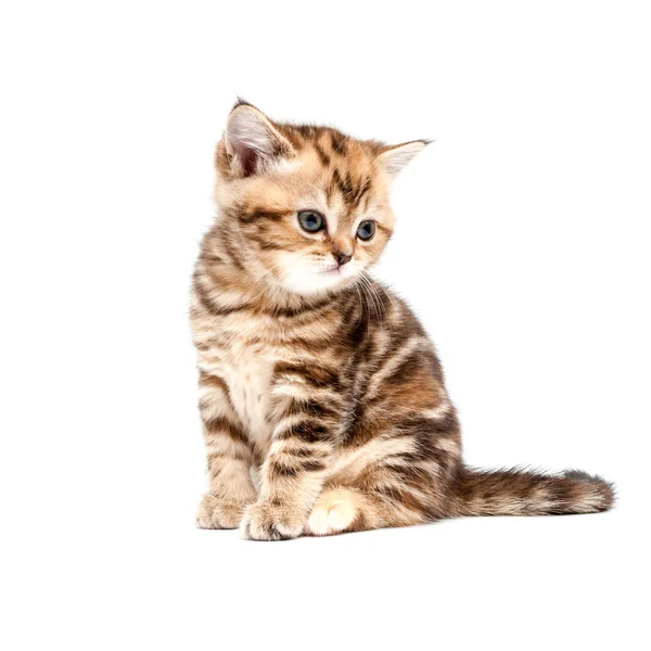 Kotě Hraje Míč Izolovaných Bílém Pozadí Britský Krátkosrstý Kocour — Stock fotografie