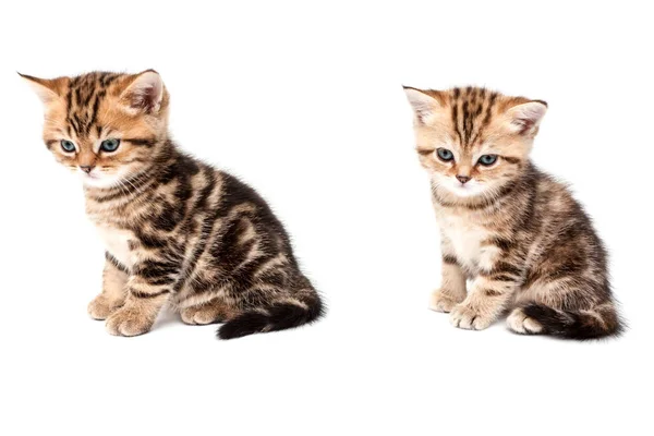 Két Cica Elszigetelt Fehér Background Brit Rövid Haj Macska — Stock Fotó
