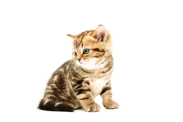 Kitten Isolated White Background British Short Hair Cat — Stock Photo, Image