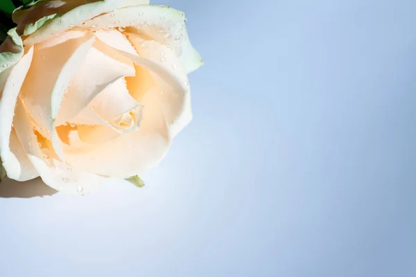 Pastel Pink Rose Flower Drops Blue Background — Stock Photo, Image