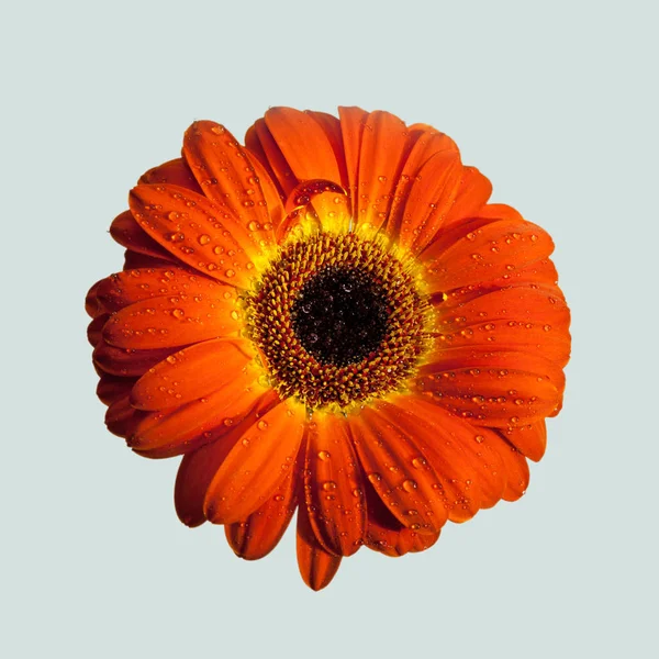 Flor Roja Gerbera Aislada Sobre Fondo Azul —  Fotos de Stock