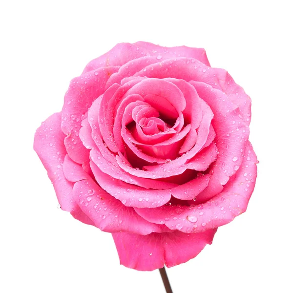 Nahaufnahme Rosa Rose Mit Tropfen Auf Weißem Hintergrund — Stockfoto