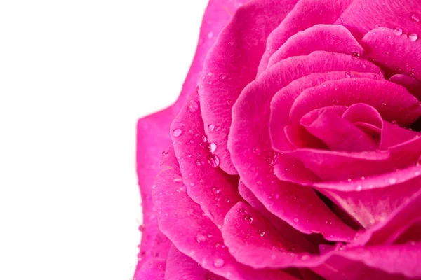 Closeup Pink Rose Drops Isolated White Background — Stock Photo, Image