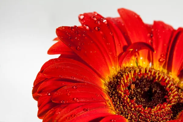 Flor Gerbera Roja Sobre Fondo Gris Con Espacio Para Texto —  Fotos de Stock