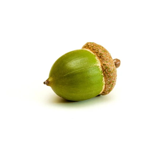 Green Acorn Isolated White Background — Stock Photo, Image