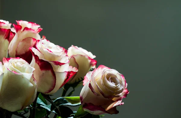 Buquê Belas Rosas Brancas Rosa Fundo Escuro — Fotografia de Stock