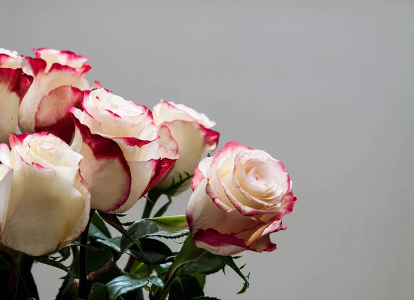 Ramo Hermosas Rosas Blancas Rosas Sobre Fondo Gris — Foto de Stock