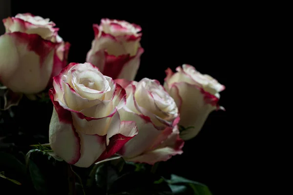 Strauß Schöner Weißer Und Rosa Rosen Auf Dunklem Hintergrund — Stockfoto