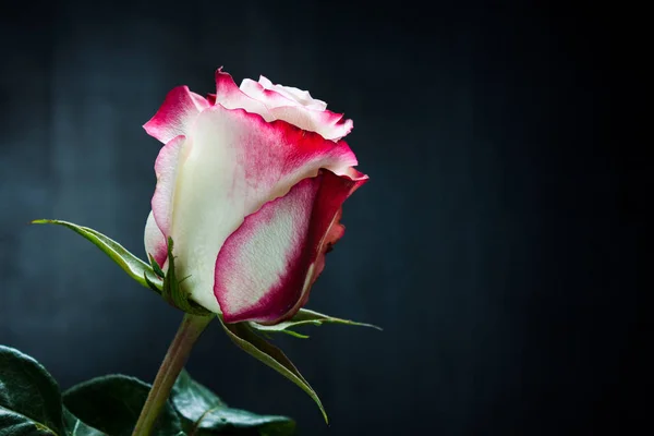 Beautiful White Pink Rose Dark Background — Stock Photo, Image