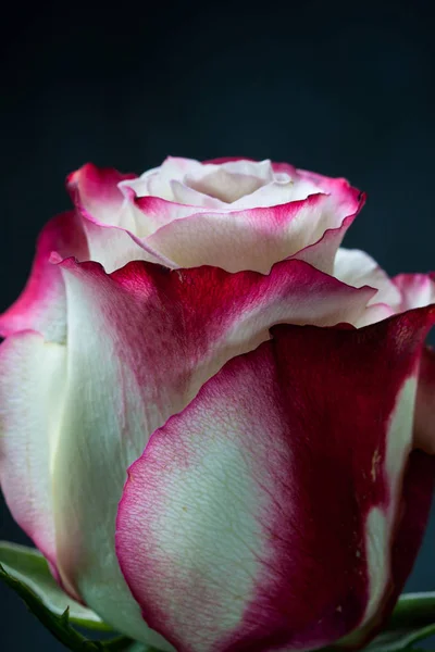 Beautiful White Pink Rose Dark Background — Stock Photo, Image
