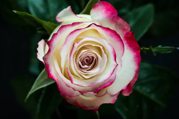 Hermosa Rosa Blanca Rosa Sobre Fondo Oscuro — Foto de Stock