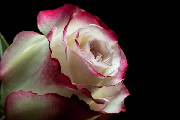 Beautiful White Pink Rose Dark Background — Stock Photo, Image