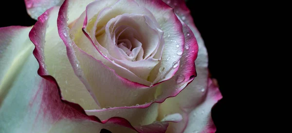 Beautiful White Pink Rose Dark Background — Stock Photo, Image