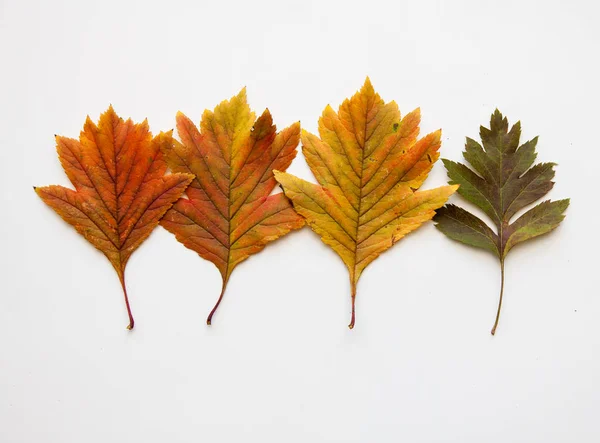 Otoño Hojas Arces Sobre Fondo Blanco —  Fotos de Stock