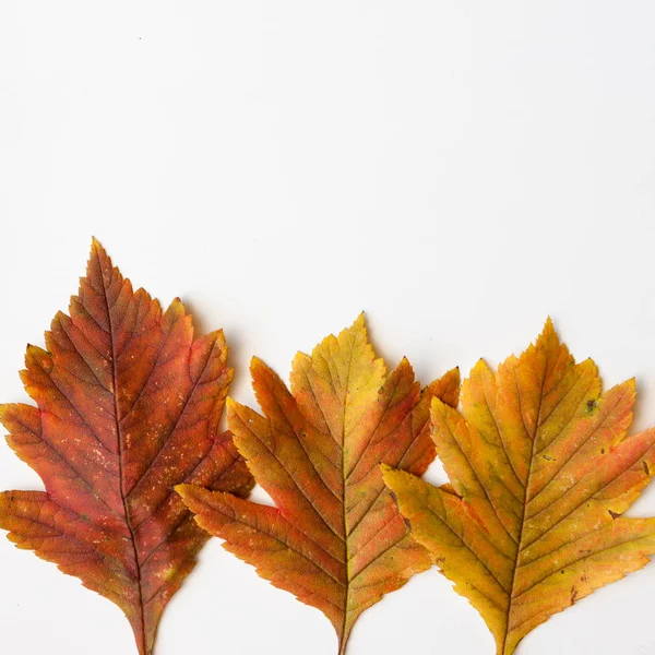 Klony Jesienią Liści Białym Tle — Zdjęcie stockowe
