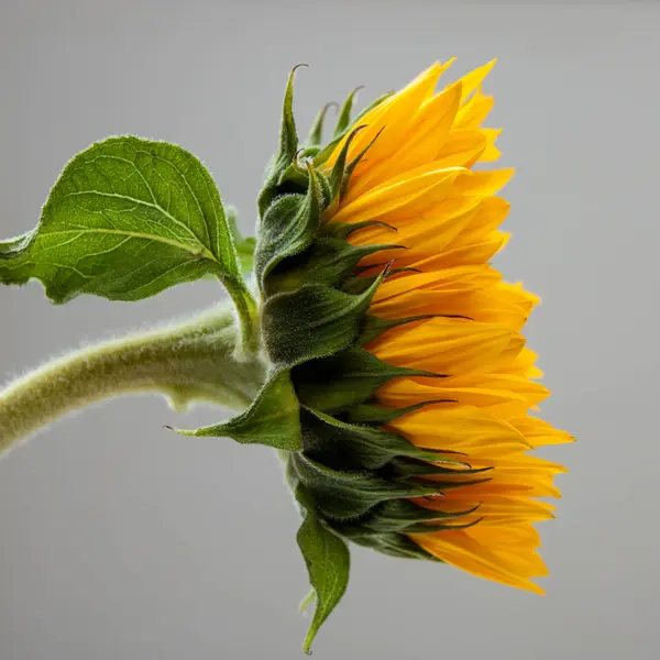 Closeup Yellow Sunflower Grey Background — Stock Photo, Image