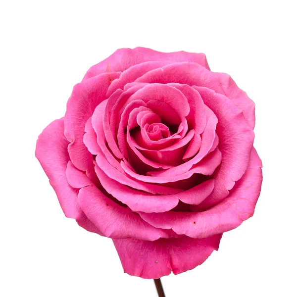 Roze Roos Close Geïsoleerd Witte Achtergrond — Stockfoto