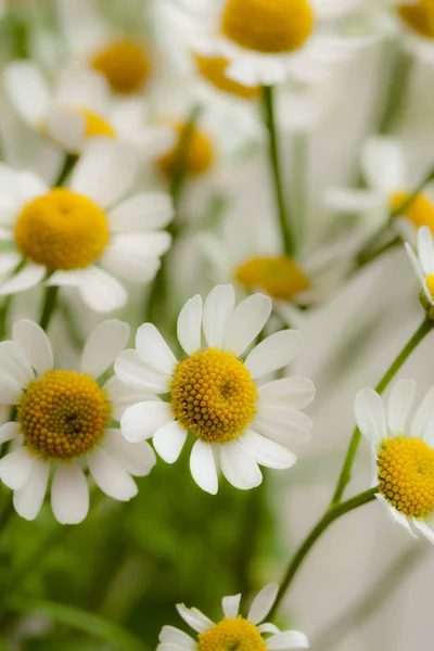 Fondo Natural Con Margaritas Otras Flores — Foto de Stock