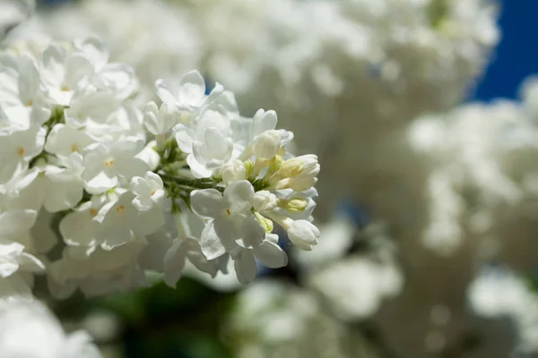 Primavera Lila Fondo Natural Profundidad Superficial Del Campo — Foto de Stock