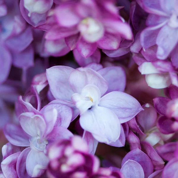 Spring Lilac Natural Background Shallow Depth Field — Stock Photo, Image