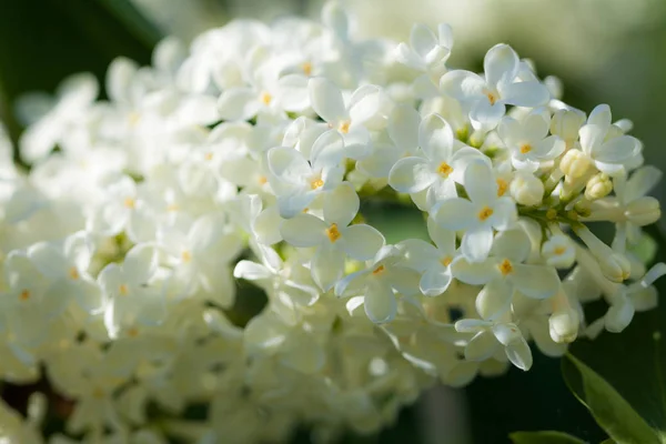 Printemps Lilas Fond Naturel Profondeur Champ Faible — Photo