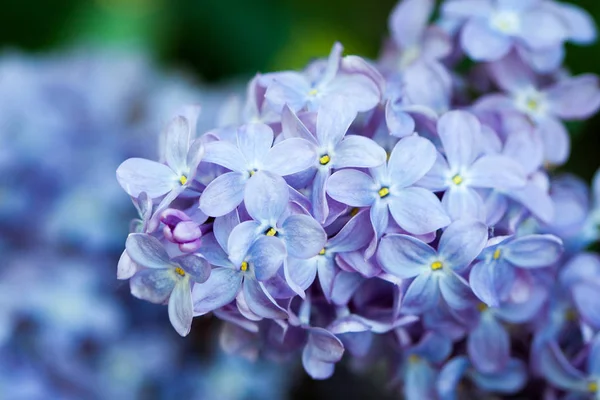 Primavera Lilla Sfondo Naturale Profondità Campo Ridotta — Foto Stock