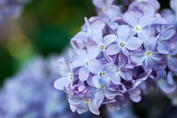 Primavera Lilás Fundo Natural Profundidade Campo Rasa — Fotografia de Stock