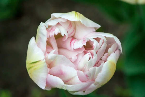 Flor Tulipa Rosa Profundidade Campo Rasa Vista Superior — Fotografia de Stock