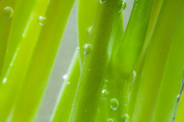 Lente Natuur Achtergrond Met Groene Stengels Water — Stockfoto