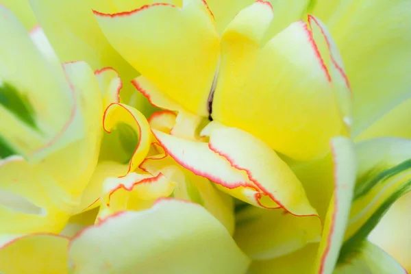 Άνοιξη Φυσικό Υπόβαθρο Λουλούδι Τουλίπα Ρηχό Βάθος Πεδίου — Φωτογραφία Αρχείου
