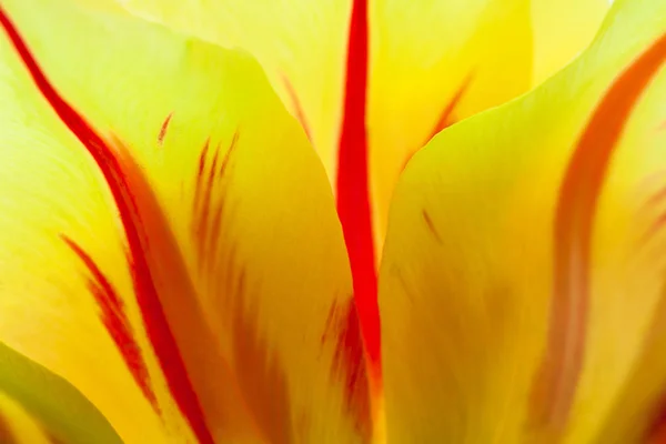 Vår Naturliga Bakgrund Tulip Flower Kort Skärpedjup — Stockfoto