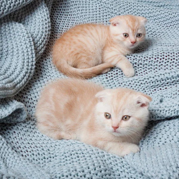 British lop-eared kittens. — Stock Photo, Image