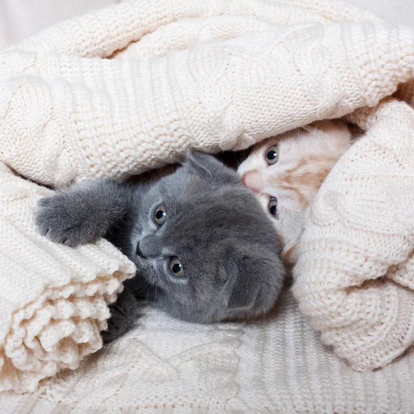 イギリスの lop-耳子猫. — ストック写真