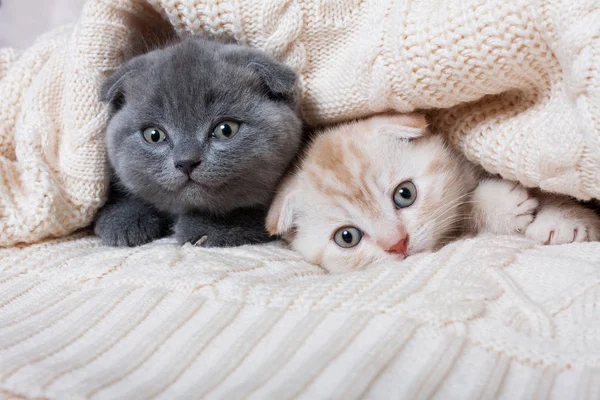 British lop-eared kittens. — Stock Photo, Image