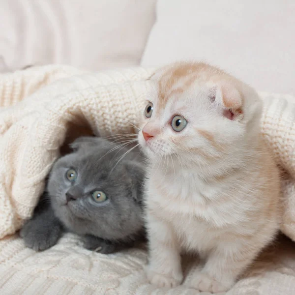 British lop-eared kittens. — Stock Photo, Image