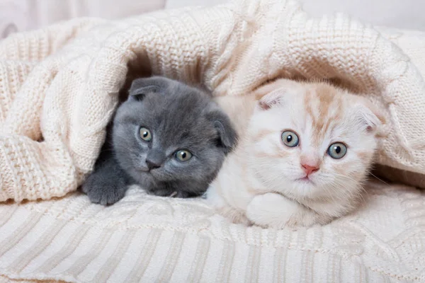 British lop-eared kittens. — Stock Photo, Image