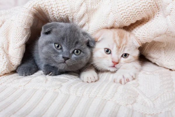 British lop-eared kittens. — Stock Photo, Image