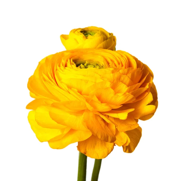 Närbild av Ranunculus blommor. — Stockfoto