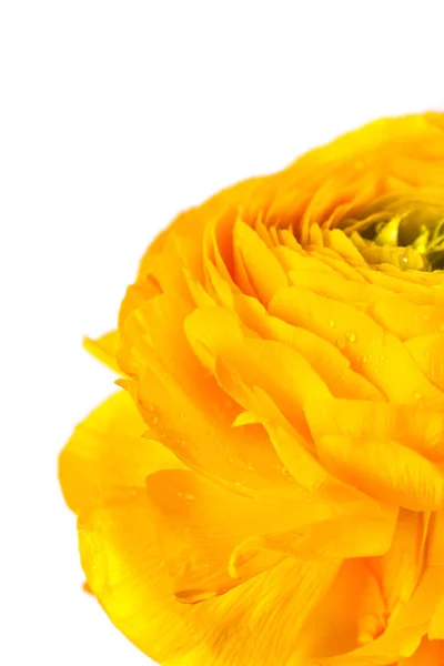 Närbild av Ranunculus blommor. — Stockfoto