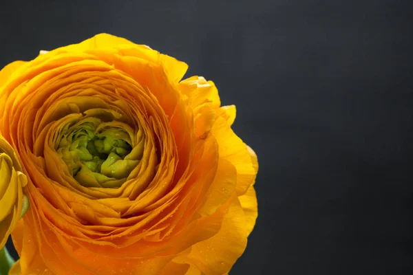 Närbild av Ranunculus blommor. — Stockfoto