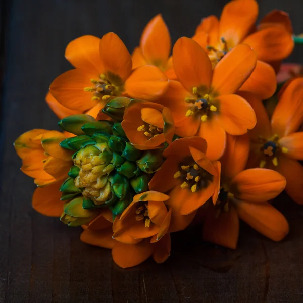 Closeup των λουλουδιών πορτοκαλί. — Φωτογραφία Αρχείου