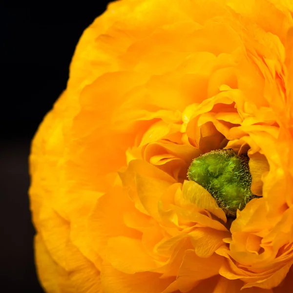 Portre sarı çiçek. — Stok fotoğraf