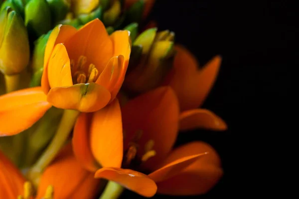 Closeup των λουλουδιών πορτοκαλί. — Φωτογραφία Αρχείου