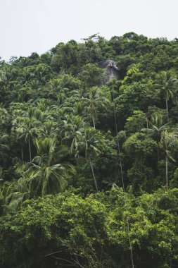 Zip hattını tropikal ormanı