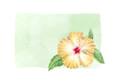 Hibiscus çiçek suluboya çizimi