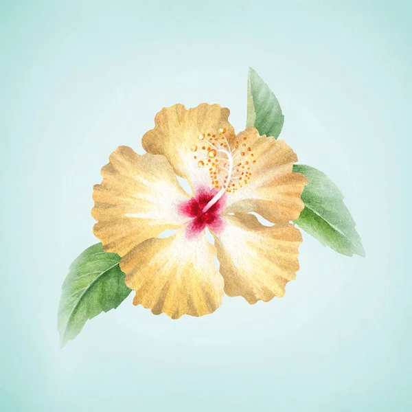 Aquarel Illustratie Van Hibiscus Bloem — Stockfoto