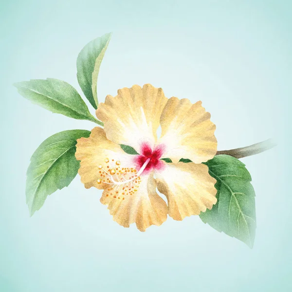 Akvarelu Ilustrace Květ Ibišku — Stock fotografie