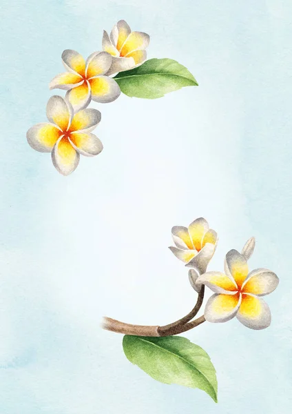 Aquarell Illustration Von Frangipani Blumen — Stockfoto