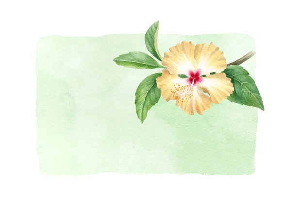 Watercolor Illustration Hibiscus Flower — Stock Photo, Image