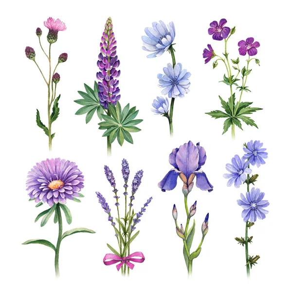 Watercolor Illustrations Blue Purple Flowers — Stock Photo, Image